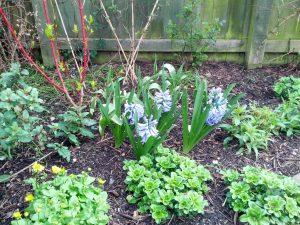 Tulip 'Alladin' and Hyacinth 'Skyjacket' behind pond