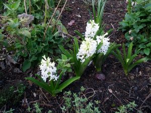 Hyacinth 'Carnegie' in F2