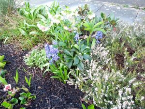 Hyacinth from original garden in F2