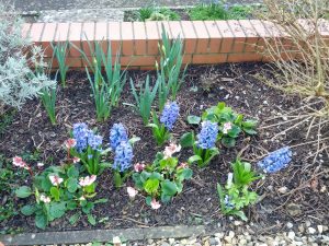Hyacinth 'Delft Blue' in F4