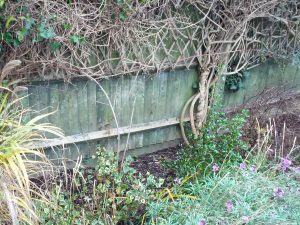 B3 fence after cutting back the summer jasmine