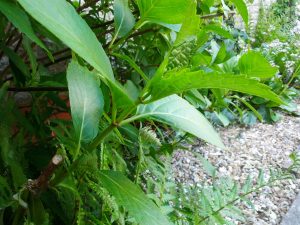 White hydrangea in F3 pruned