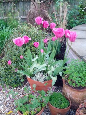 Tulips in pot, 1st year