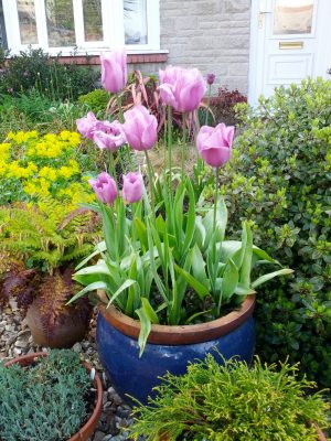Tulips in pot, 2nd year
