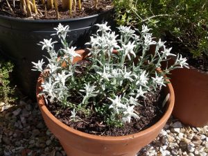 Edelweiss in pot