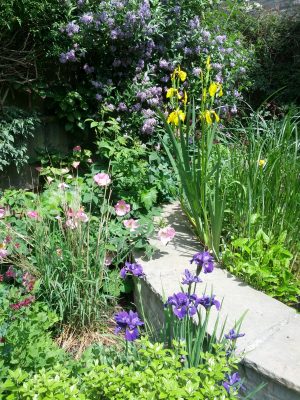 Irises, rosa complicata and solanum