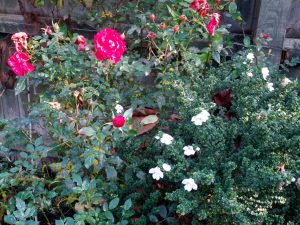 Prostanthera cuneata and rose from original garden