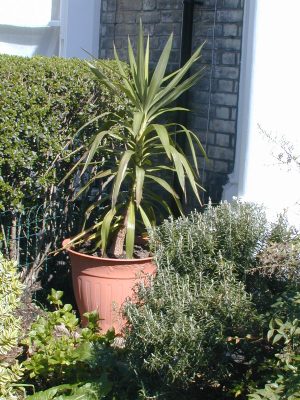 This is how the yucca looked in 2006