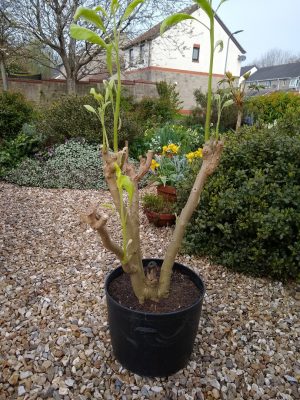 Plant in pot before pruning