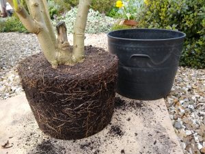Rootball before pruning