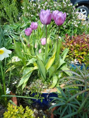 Tulipa 'Violet Beauty'. 3rd year