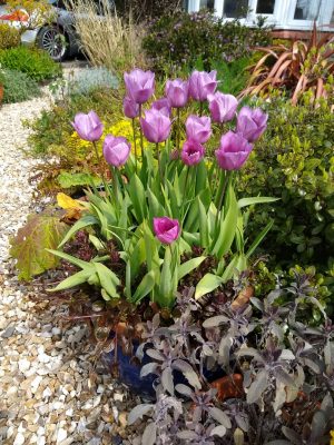 Tulipa 'Violet Beauty'. 3rd year