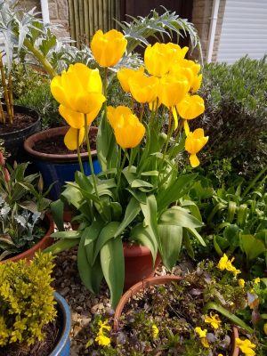 Tulipa 'Golden Apeldoorn'. 2nd year