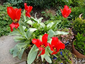 Tulipa 'Princesse Charmante'. 2nd year