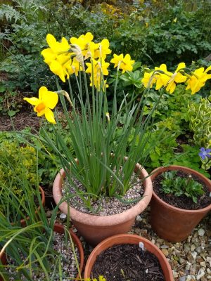 Narcissus 'Kinglet'. 1st year